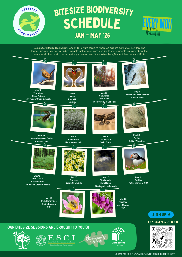 bitesize schedule spring 2026 fv