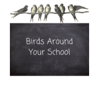 Birds Around Your School - In  School Session (Suitable For All Classes) (P)